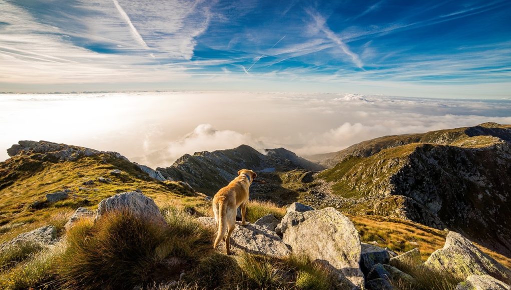 chien montagne