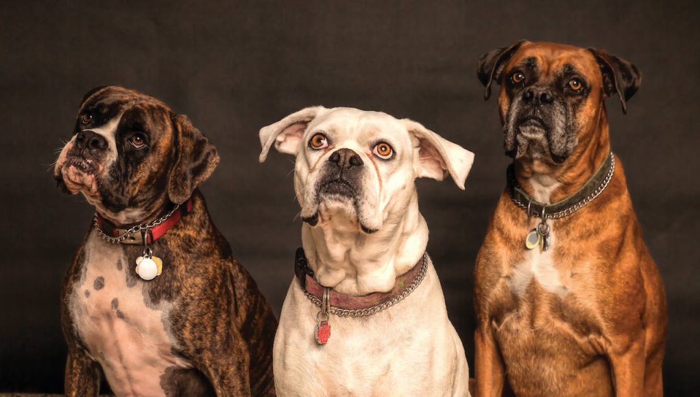 Chiens effrayants