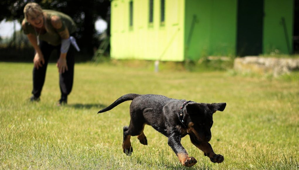 Chiens les plus faciles à dresser
