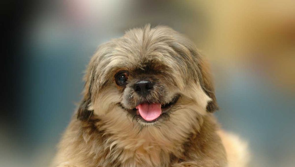 races de chien qui savent le mieux séduire leur maître