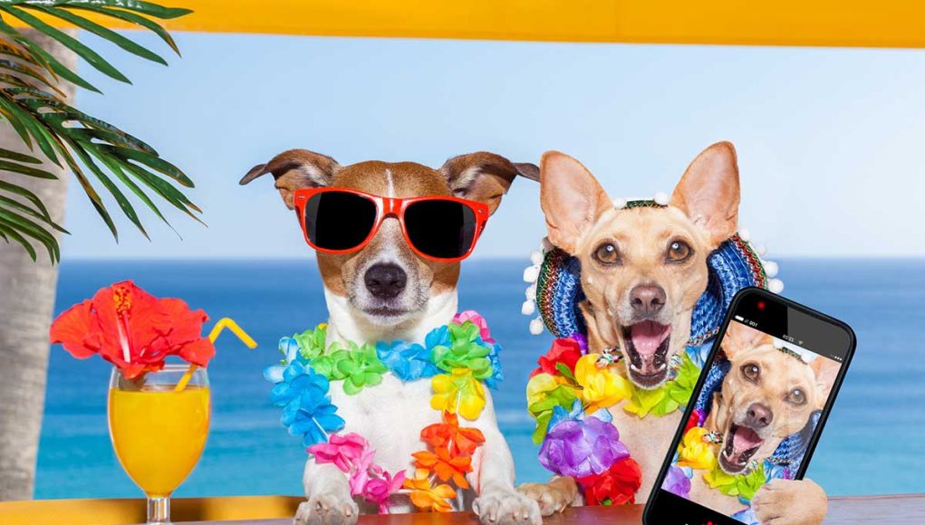 races de chien qui ont une personnalité extravertie