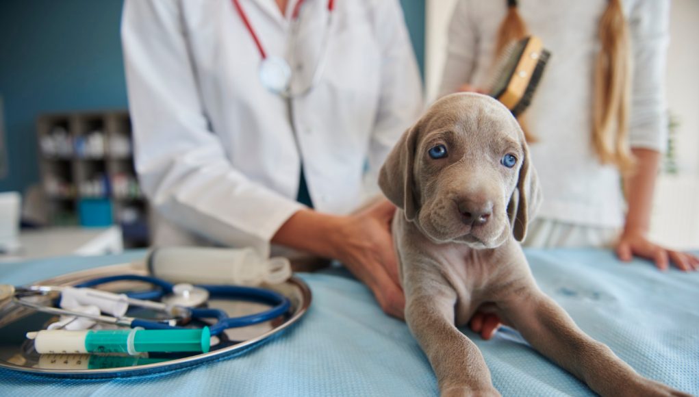 Astuces pour apaiser son chien lors des visites chez le vétérinaire