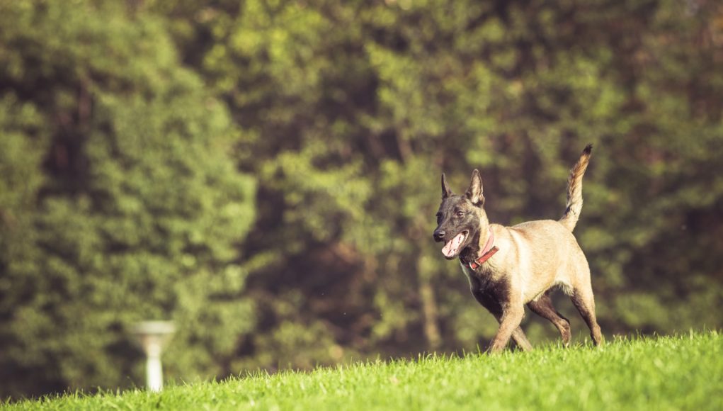 Gérer les aboiements excessifs de son chien