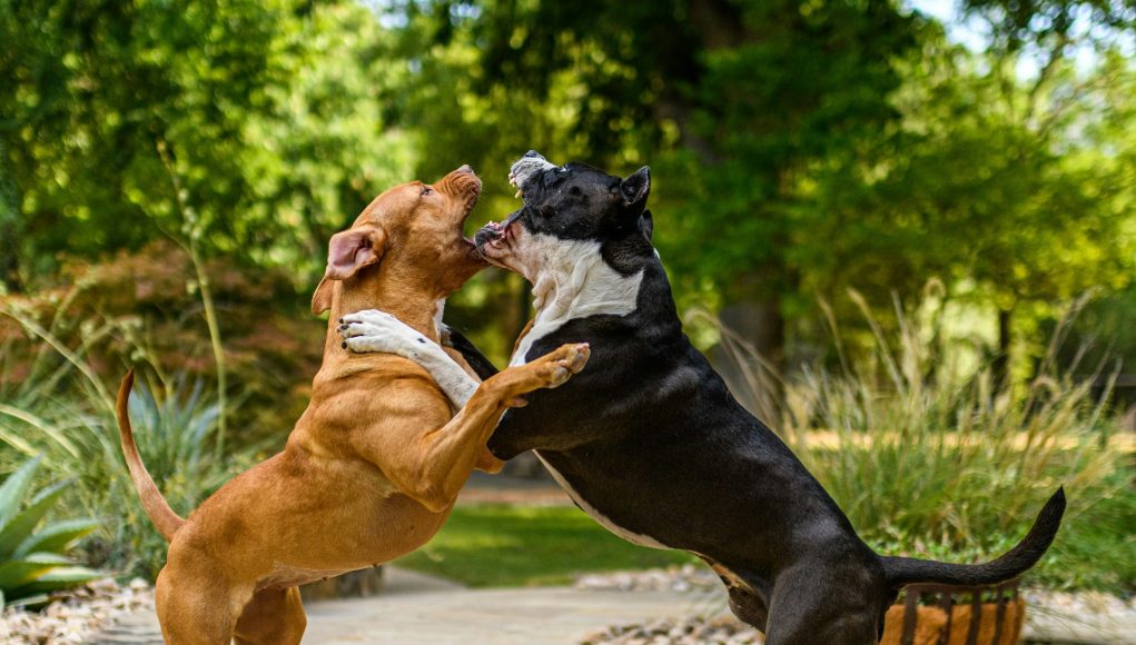 chien musclé