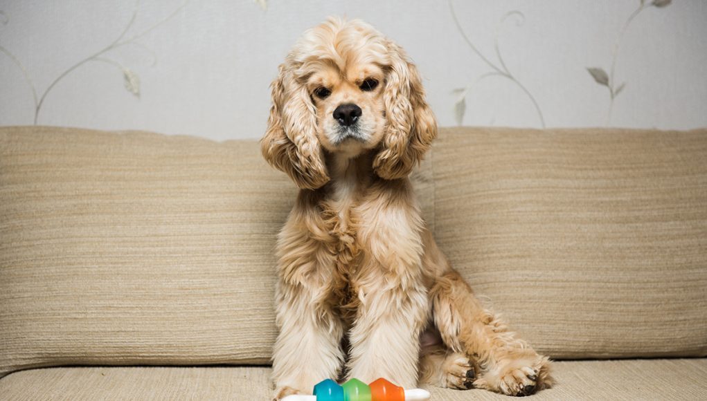 meilleurs moyens d'occuper votre chien quand vous êtes absent