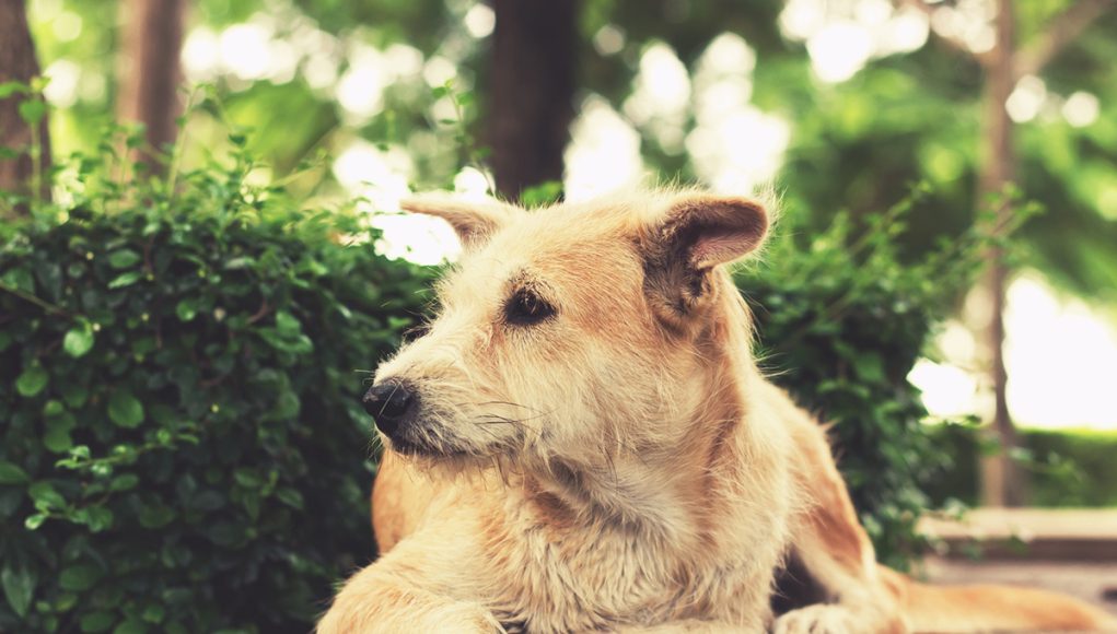 Comment bien prendre soin de votre chien âgé
