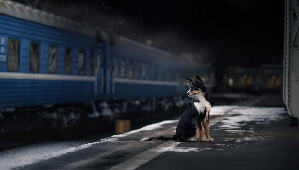 races de chien patrouilles nocturnes