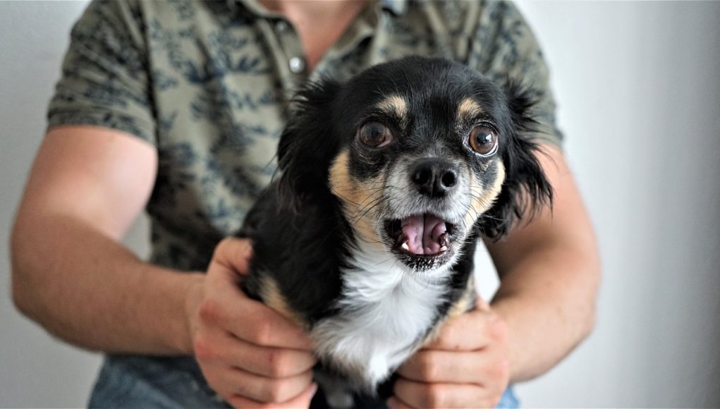 noms originaux pour chihuahua