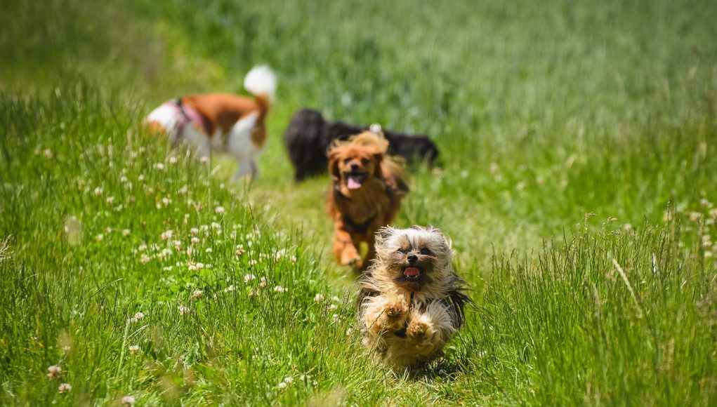chiens se comprennent avec leur maître