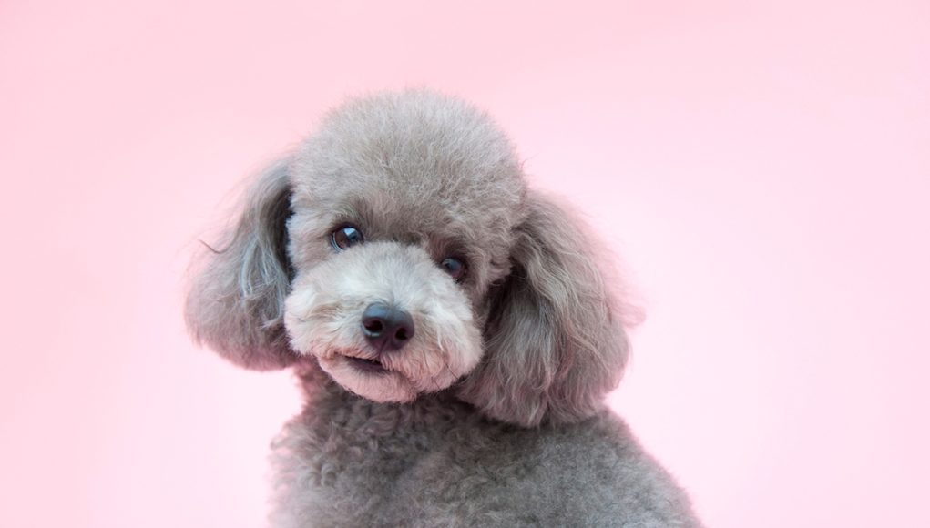 races de chien au pelage lilac