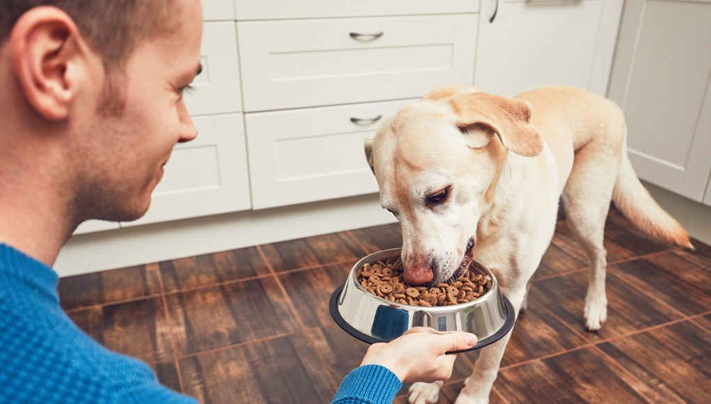 type d'alimentation privilégier pour son chien selon sa race