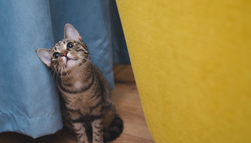 votre chat vous montre son affection
