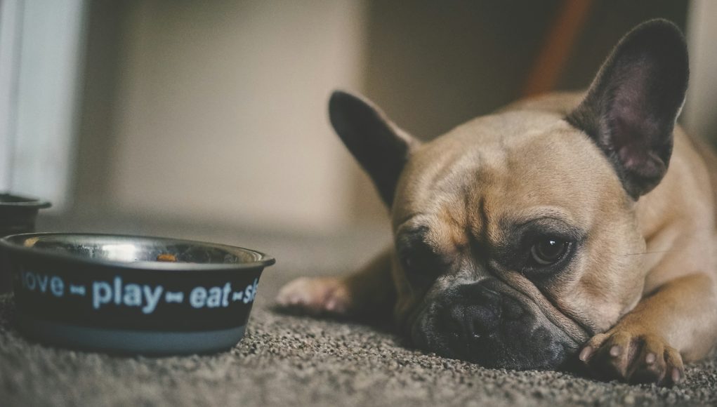 refus de manger du chien