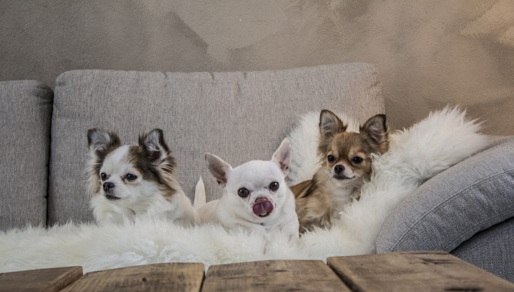 Souscrire à une assurance santé pour son chien