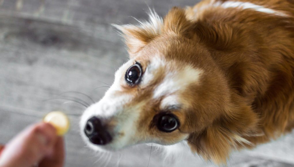 donner un vermifuge à son chien