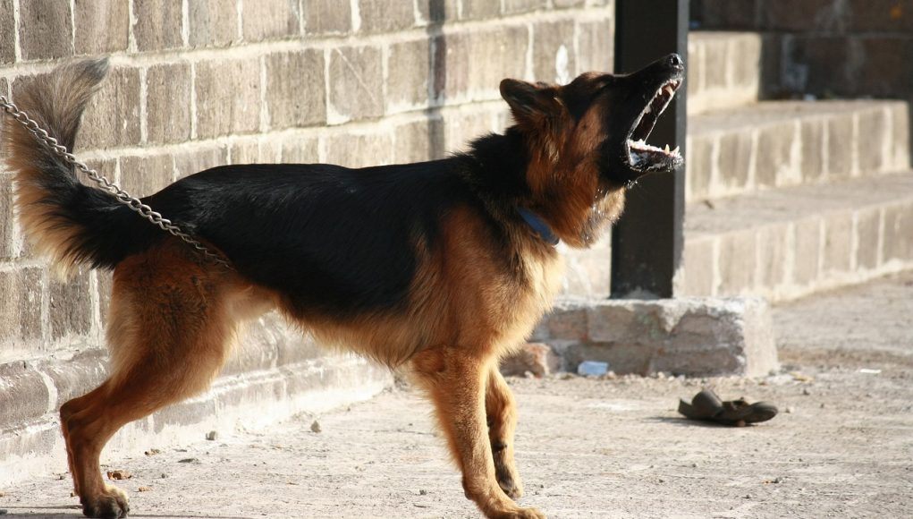 Que faire si votre chien aboie constamment