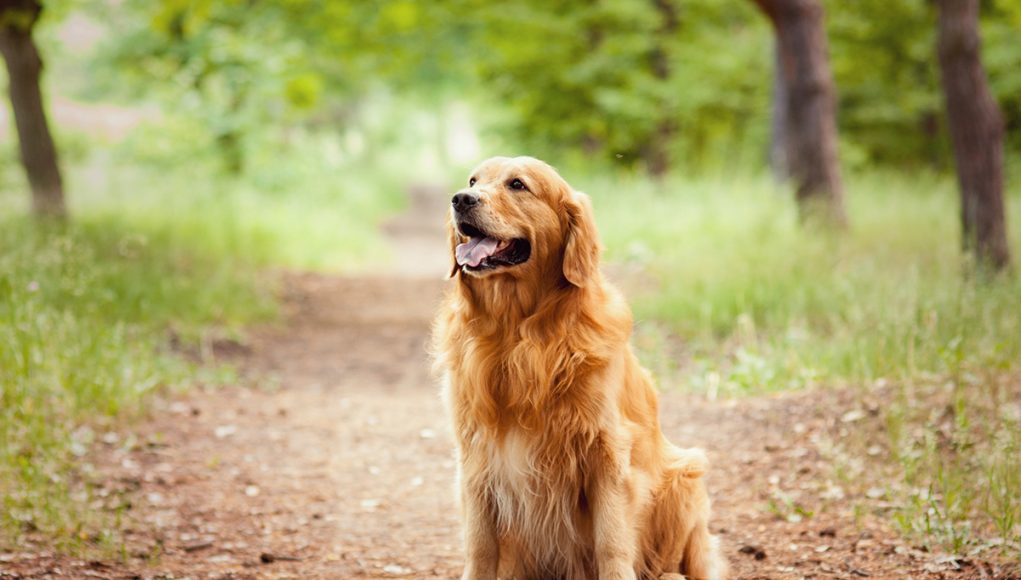 indicateurs votre chien a besoin de plus d'exercice
