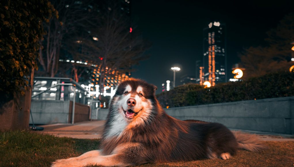 Chien qui font les meilleurs compagnons