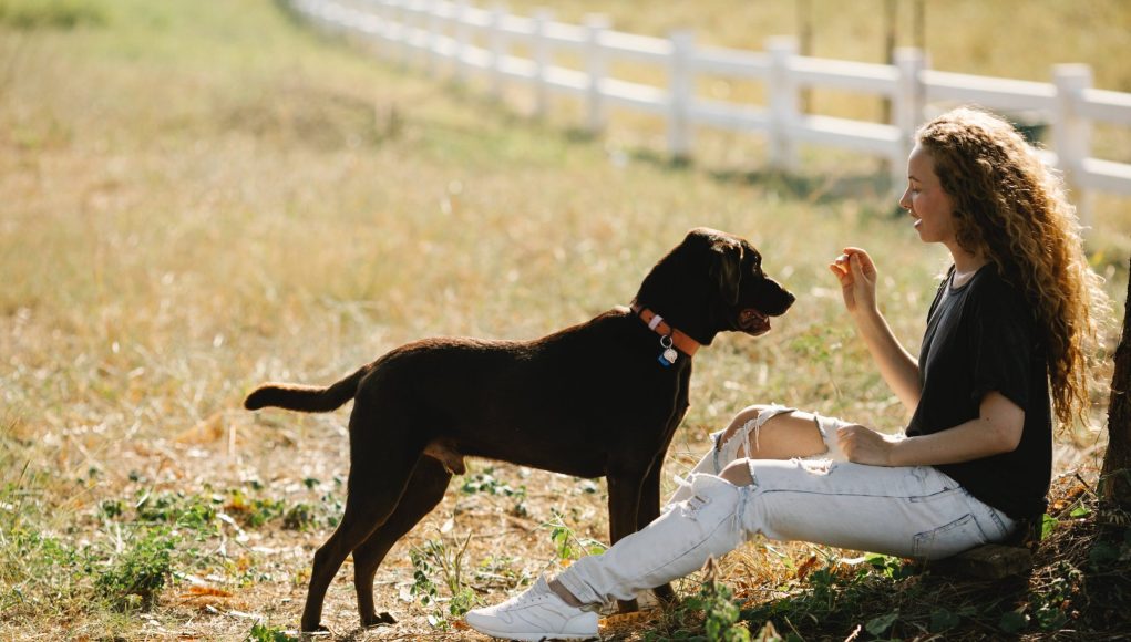 fruits que votre chien pourrait adorer manger