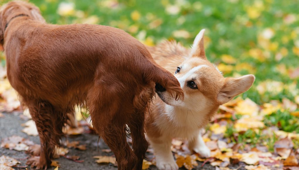 chiens reniflent le derrière des autres
