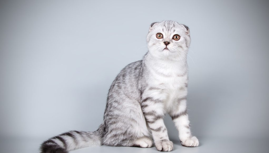race de chat Scottish Straight