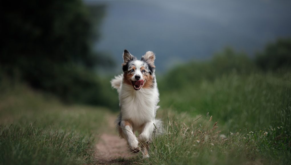 races de chien qui sont prêtes à tout pour aider leur maître