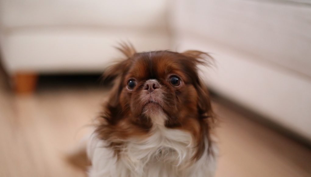 Reconnaître les phobies de votre chien
