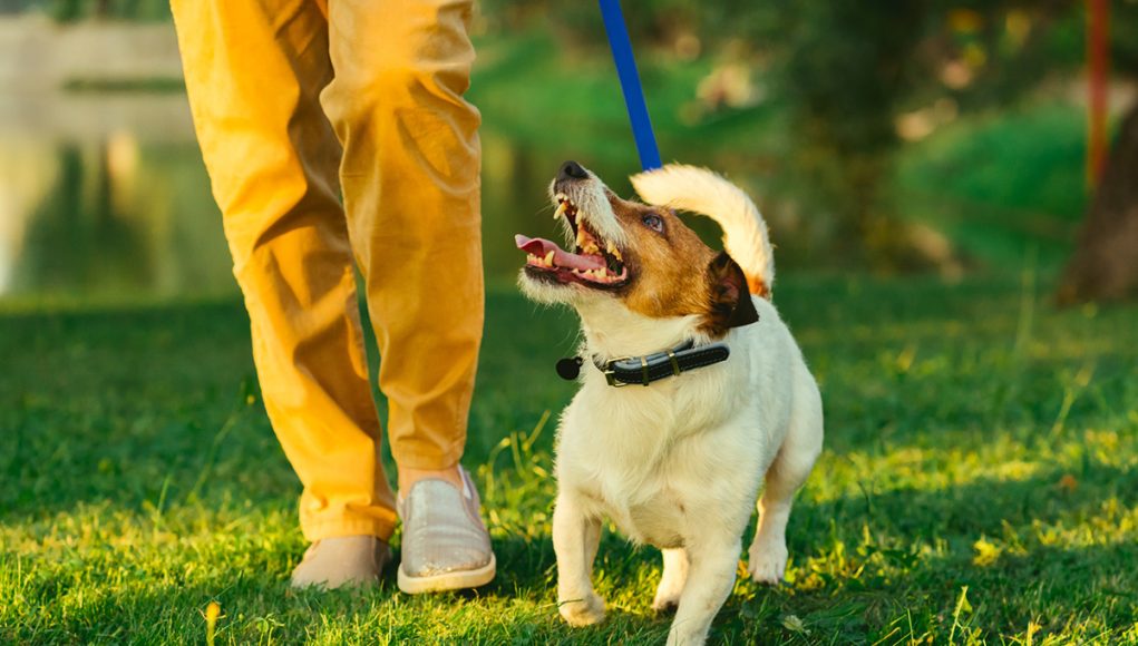 meilleurs endroits pour se promener avec son chien