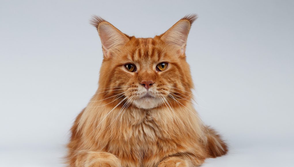 races de chat au pelage roux