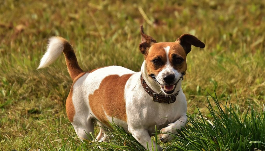 races de chien terrier