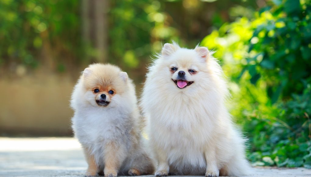 Spitz nain aboie beaucoup