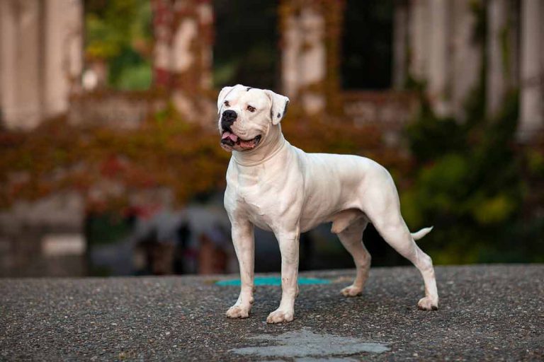 Le Bouledogue Américain : caractère et alimentation de la race
