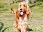 Le Cocker anglais : Caractère et alimentation de la race Cocker Anglais