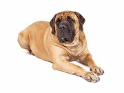 Le Mastiff : Caractère et alimentation de la race Mastiff