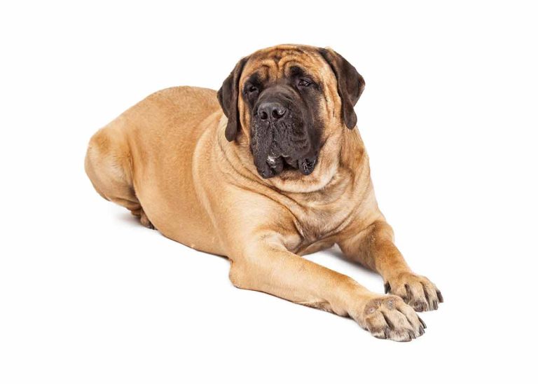 Le Mastiff : Caractère et alimentation de la race