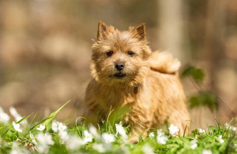 Le Norwich Terrier : Caractère et alimentation de la race