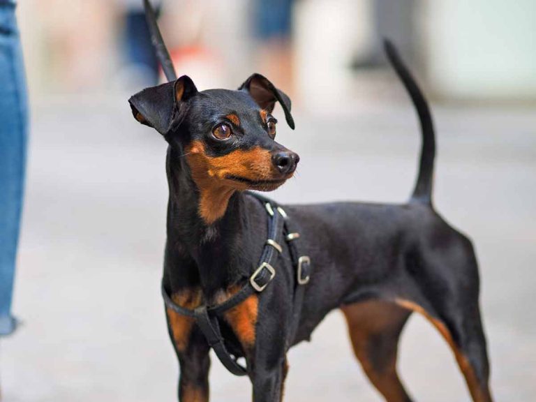 Le Pinscher nain : Caractère et alimentation de la race