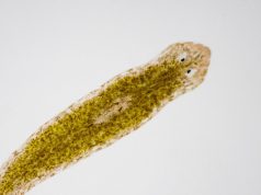 Vers planaires : Comment s’en débarrasser Vers planaires