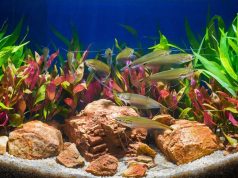 Comment aménager et décorer son aquarium ?