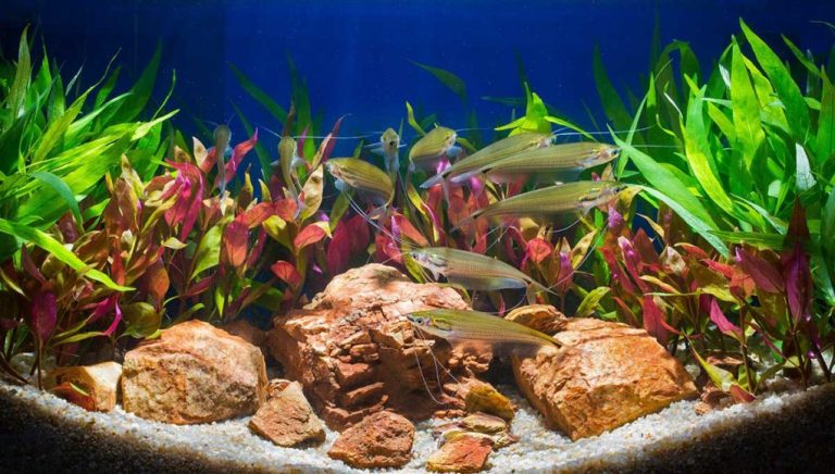 Comment aménager et décorer son aquarium ?