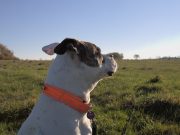 Comment éduquer un Bouledogue Américain ? bouledogue américain