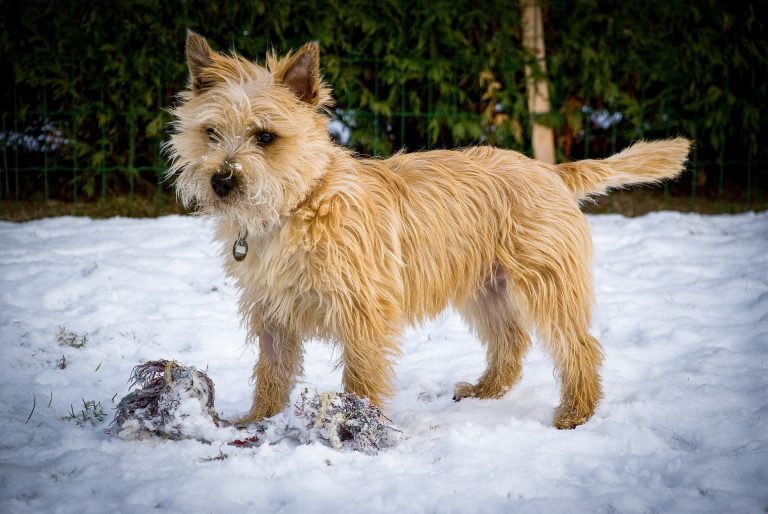 Le Cairn Terrier : caractère et alimentation de la race