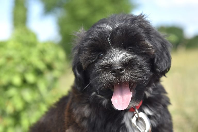 Le Bichon Havanais : caractère et alimentation de la race