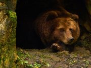 Hibernation : quels animaux le font ? ours en hibernation