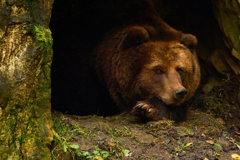 Hibernation : quels animaux le font ?