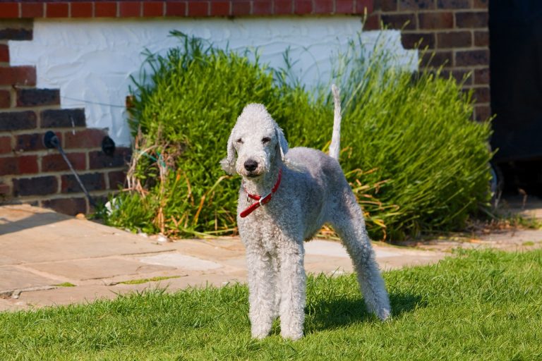 Le Bedlington Terrier : caractère et alimentation de la race