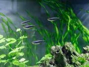 Comment choisir un bon filtre pour son aquarium d’eau douce ? bon filtre pour aquarium eau douce