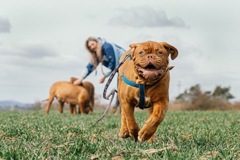 Comment les sorties impactent la vie de votre chien ?