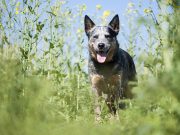 Le Bouvier Australien : caractère et alimentation de la race Bouvier Australien