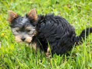 Le caca blanc de chien : Est-ce mauvais et d’où vient-il ? caca blanc chien